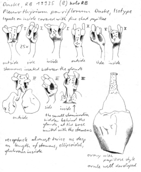 Vorschaubild Pleurothyrium parviflorum Ducke